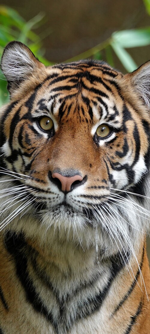 mobile-animal-tiger_109.jpg