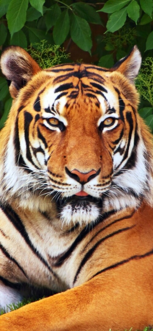 mobile-animal-tiger_110.jpg