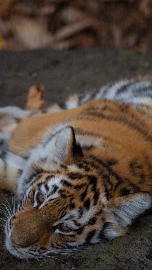 mobile-animal-tiger_111.jpg