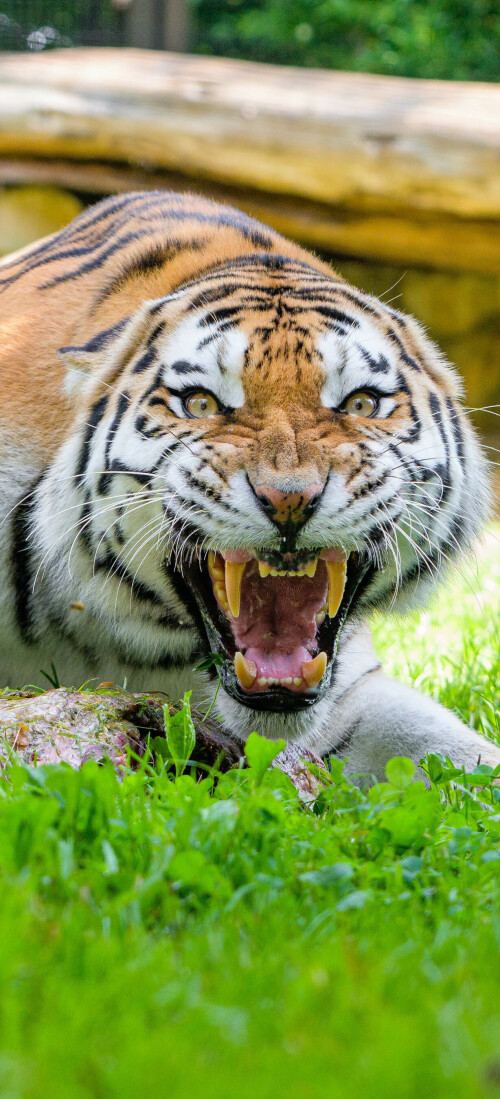 mobile-animal-tiger_112.jpg