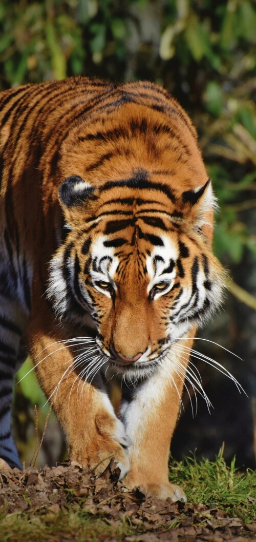 mobile-animal-tiger_114.jpg