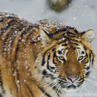 mobile-animal-tiger_115