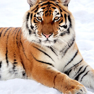 mobile-animal-tiger_116