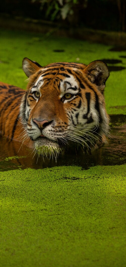 mobile-animal-tiger_118.jpg