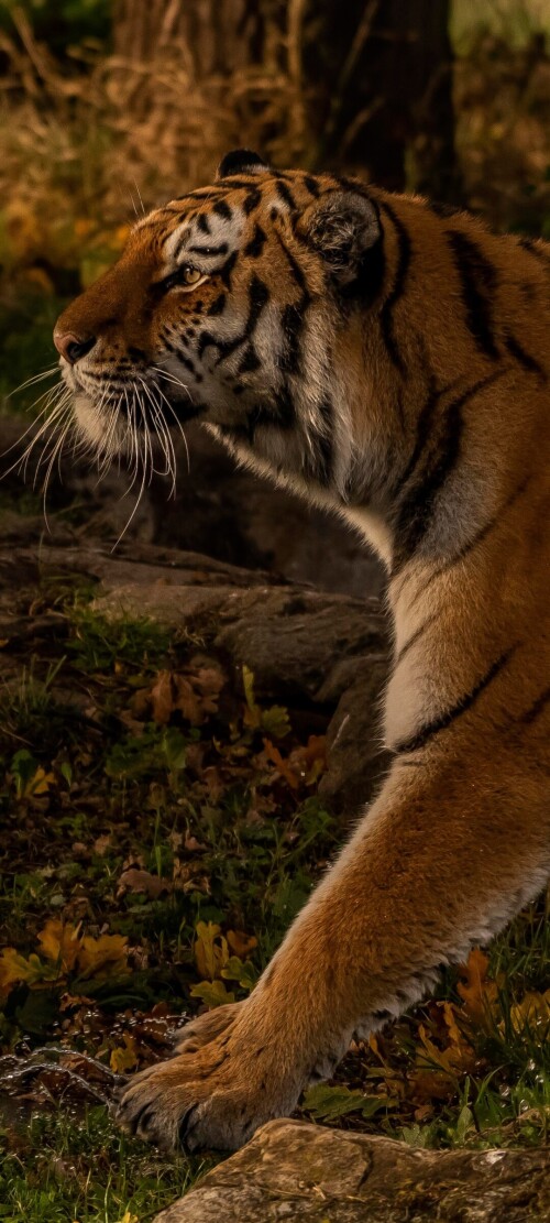 mobile-animal-tiger_119.jpg