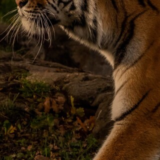 mobile-animal-tiger_119