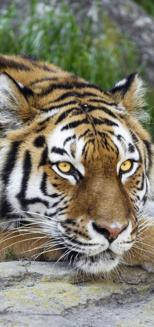 mobile-animal-tiger_120.jpg