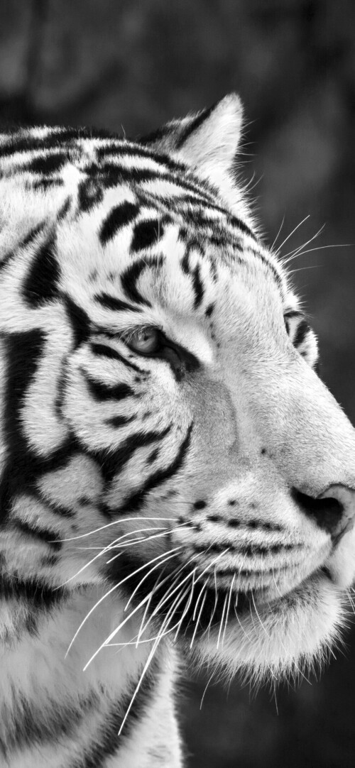 mobile-animal-tiger_121.jpg