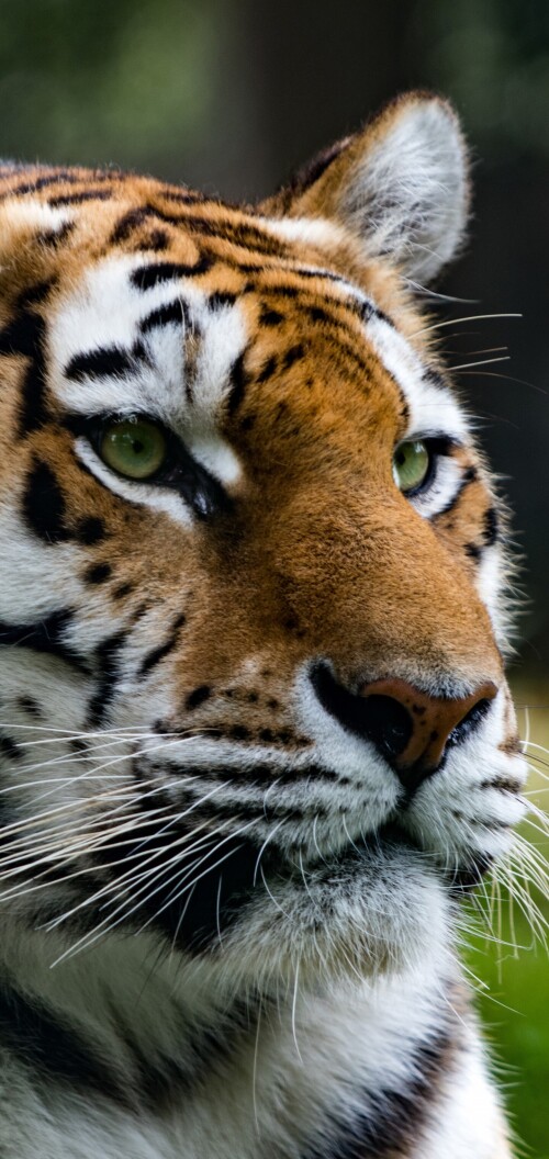 mobile-animal-tiger_122.jpg