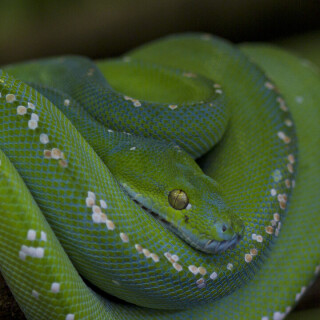 mobile-animal-snake_22