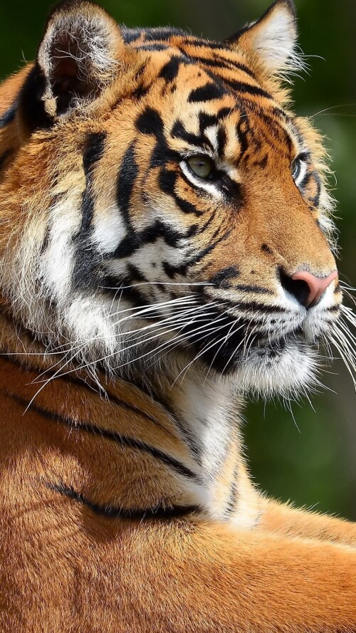 mobile-animal-tiger_004.jpg