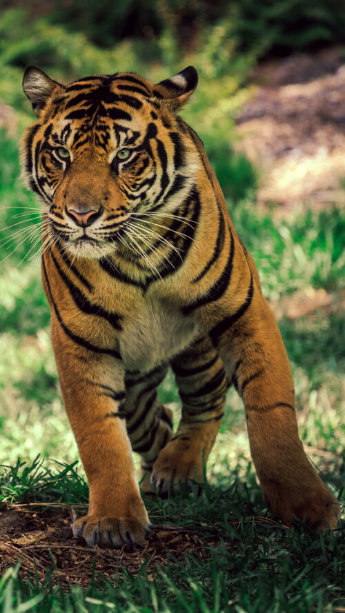 mobile-animal-tiger_006.jpg