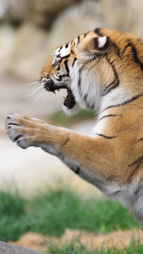 mobile-animal-tiger_008.jpg