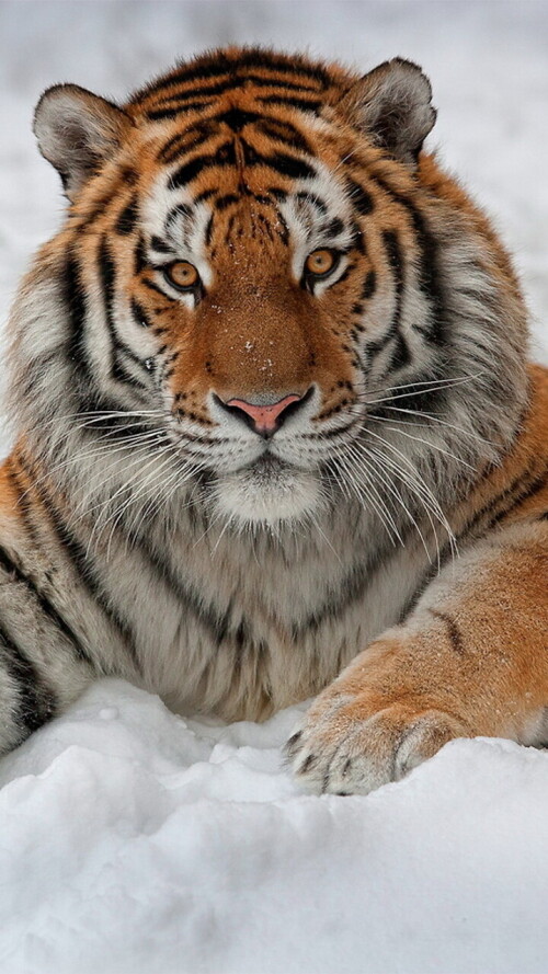 mobile-animal-tiger_024.jpg