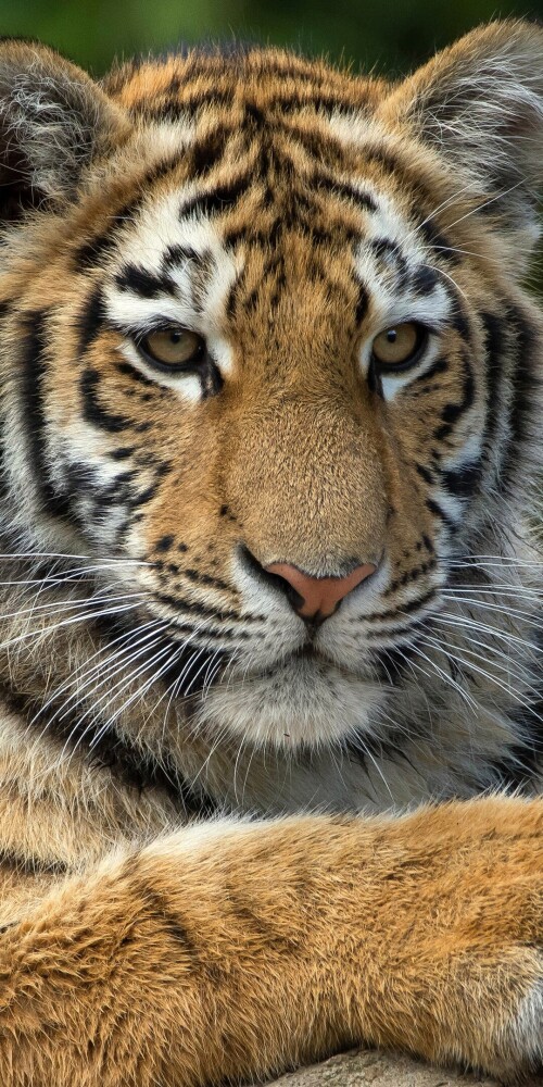 mobile-animal-tiger_029.jpg