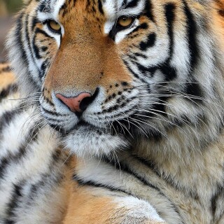mobile-animal-tiger_030