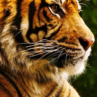 mobile-animal-tiger_033