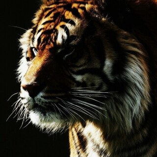 mobile-animal-tiger_038