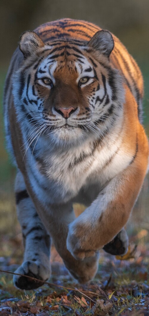 mobile-animal-tiger_056.jpg