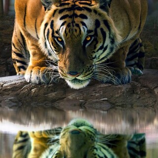 mobile-animal-tiger_064