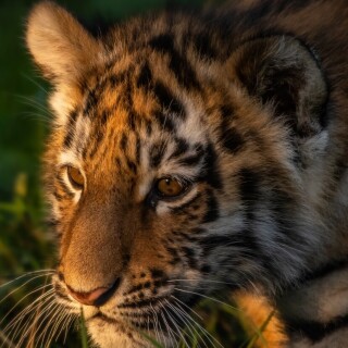 mobile-animal-tiger_068