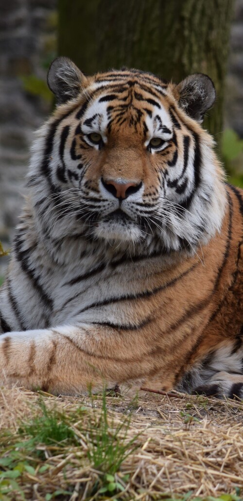 mobile-animal-tiger_071.jpg