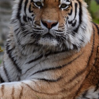 mobile-animal-tiger_071