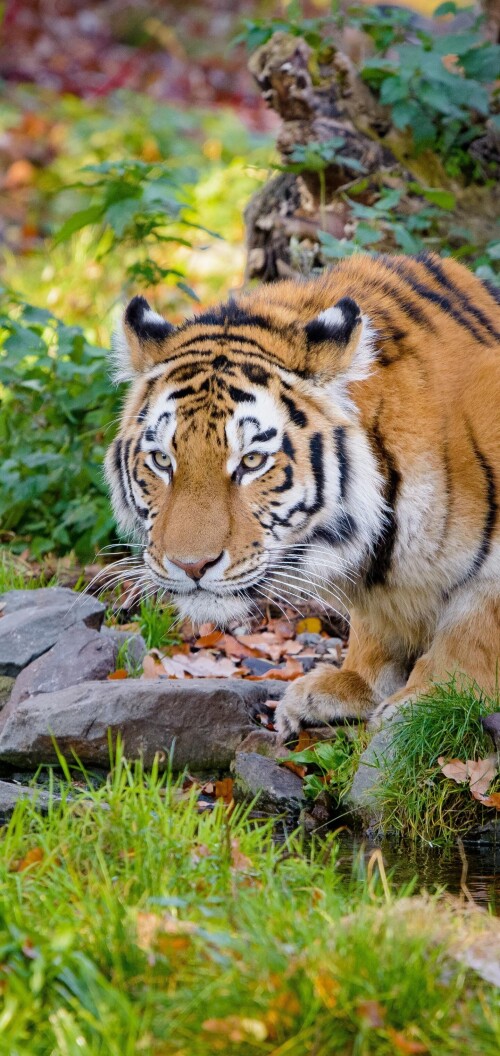 mobile-animal-tiger_073.jpg