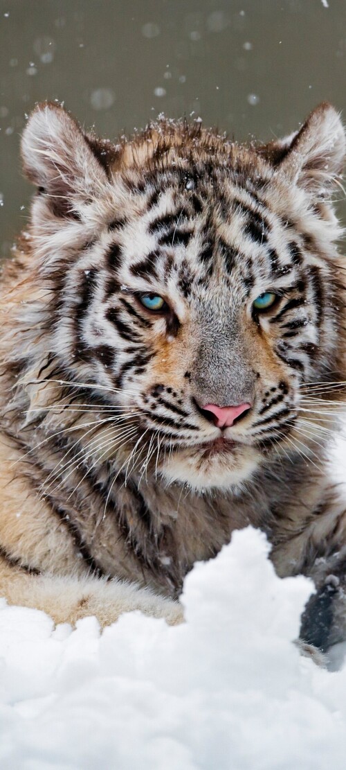 mobile-animal-tiger_086.jpg