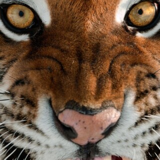 mobile-animal-tiger_091