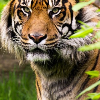 mobile-animal-tiger_092