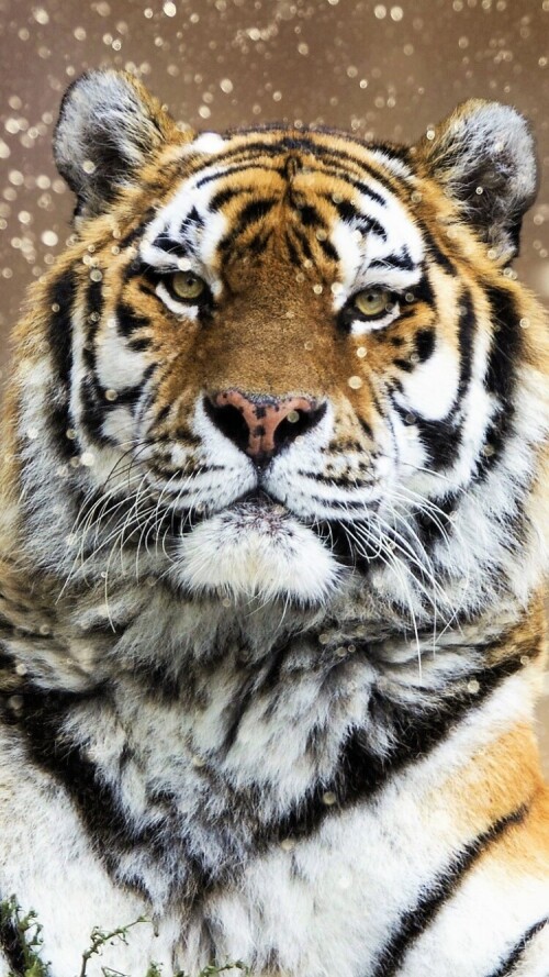 mobile-animal-tiger_095.jpg