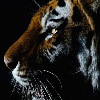 mobile-animal-tiger_097