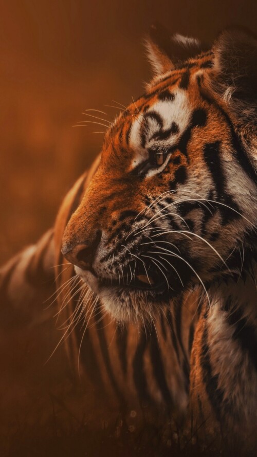 mobile-animal-tiger_099.jpg