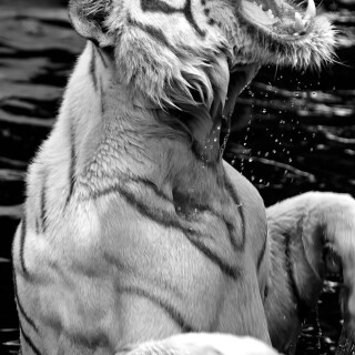 mobile-animal-tiger_103