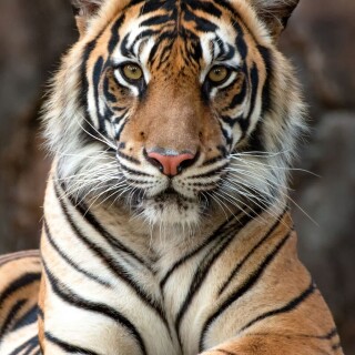 mobile-animal-tiger_106