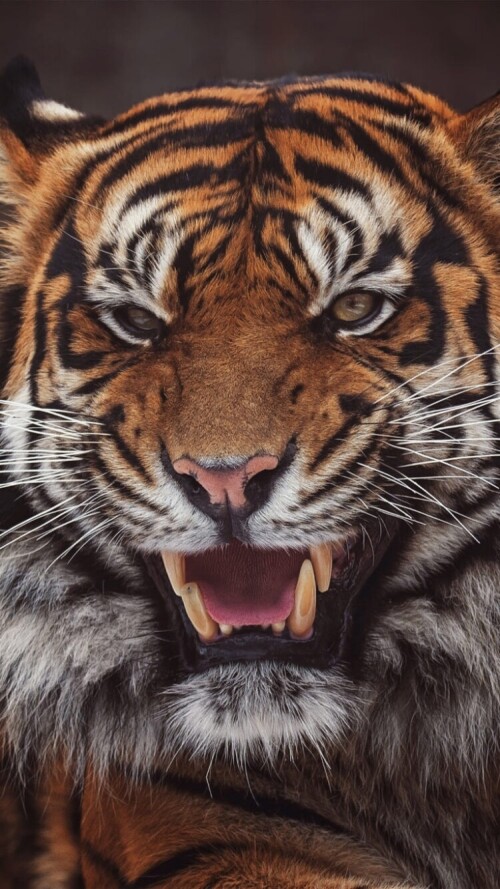 mobile-animal-tiger_108.jpg