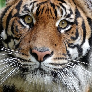 mobile-animal-tiger_109