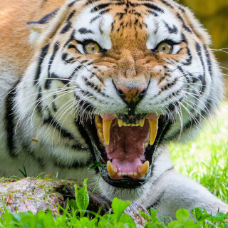 mobile-animal-tiger_112