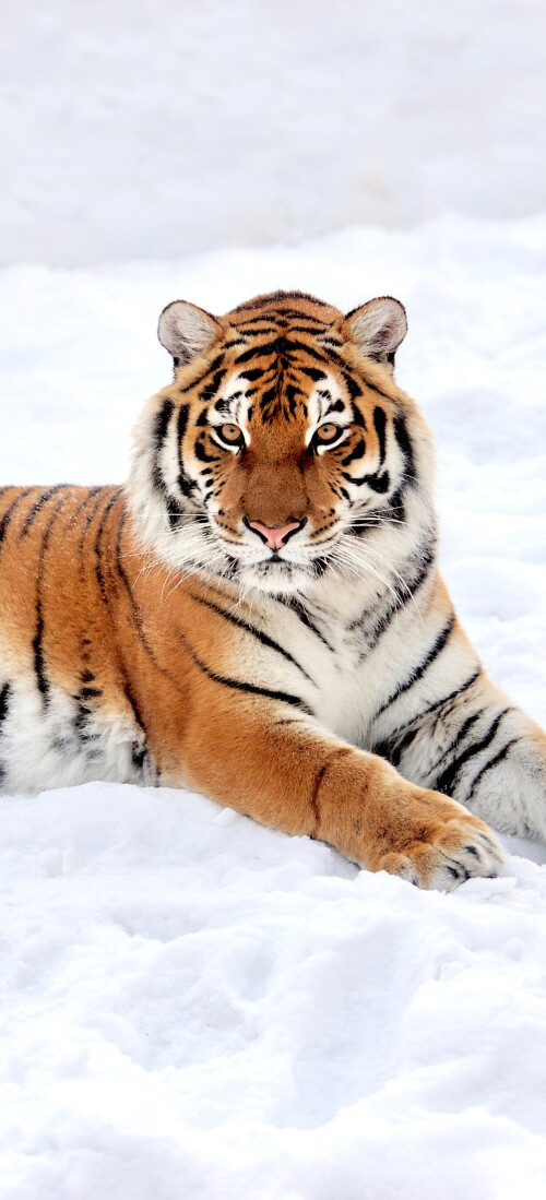 mobile-animal-tiger_116.jpg