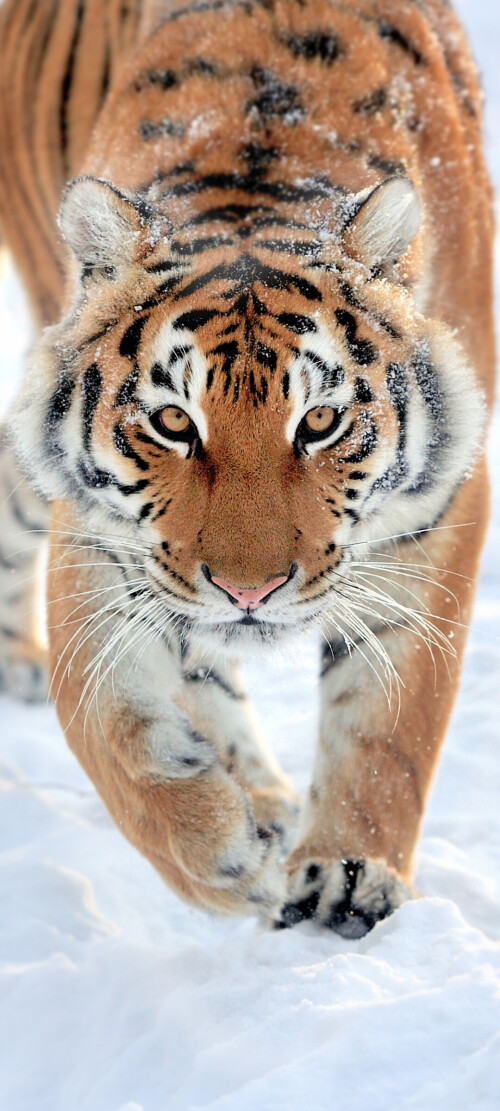 mobile-animal-tiger_117.jpg