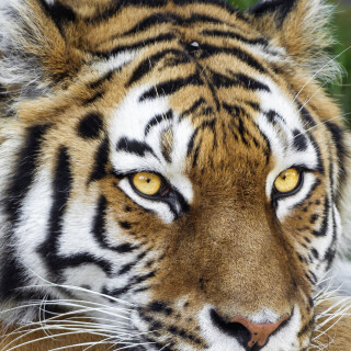 mobile-animal-tiger_120