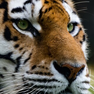 mobile-animal-tiger_122