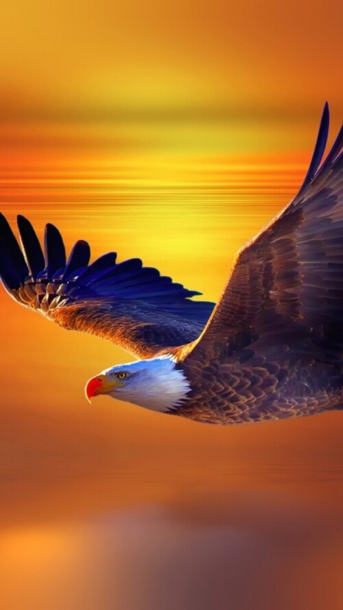 mobile-animals-eagle_01.jpg