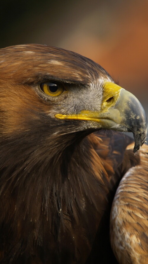 mobile-animals-eagle_03.jpg