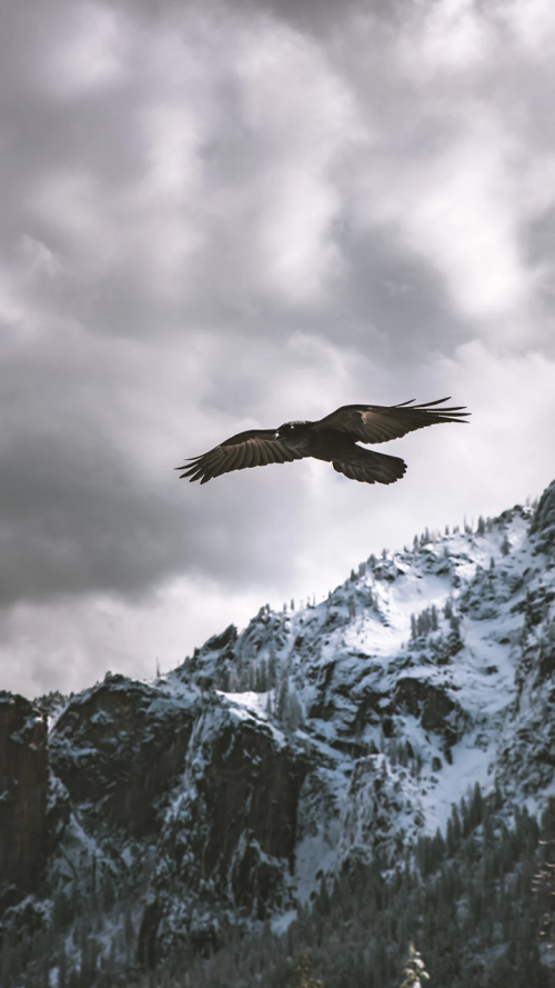 mobile-animals-eagle_04.png