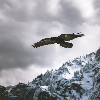 mobile-animals-eagle_04