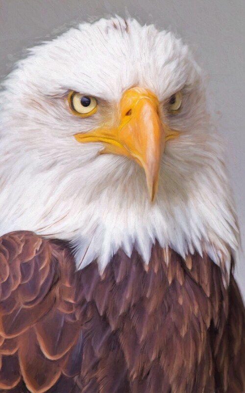 mobile-animals-eagle_05.jpg