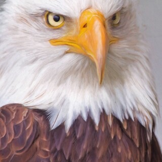 mobile-animals-eagle_05