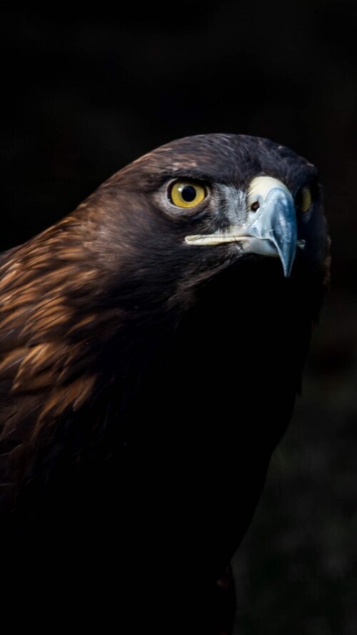 mobile-animals-eagle_06.jpg